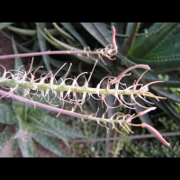 Aloe saponaria (fam Asphodelacees) (Afr. du sud) (Lyon, Parc de la tete d'or) (3)